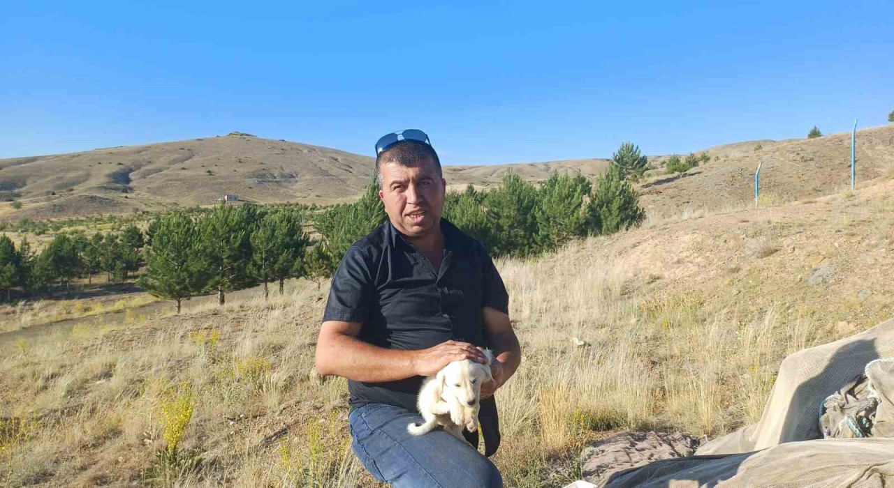 Sokak hayvanlarına balık ziyafeti