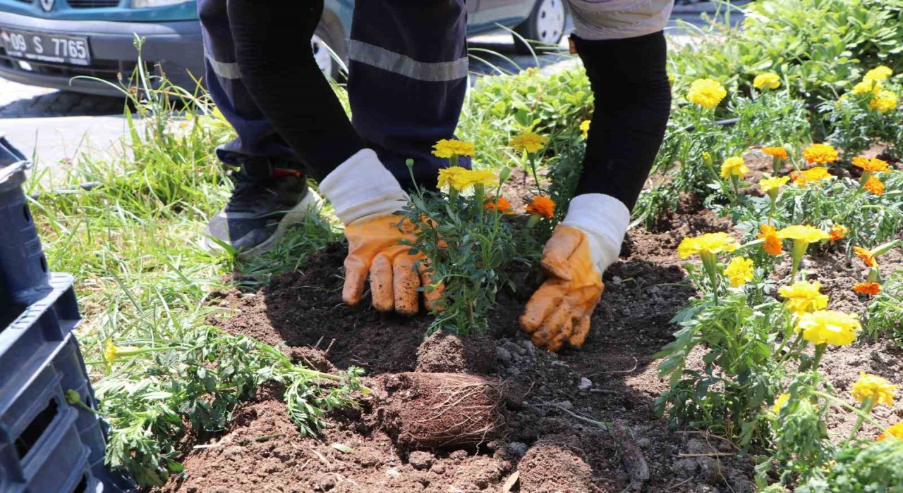 Söke Belediyesi ilçeyi çiçeklerle donatıyor