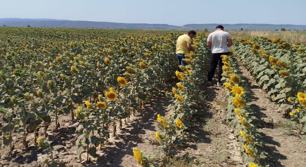 Sökede ayçiçeği ve pamuk tarlaları incelendi
