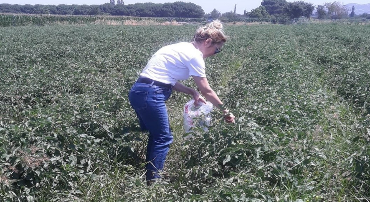 Sökede hasat öncesi pestisit kontrolü yapıldı