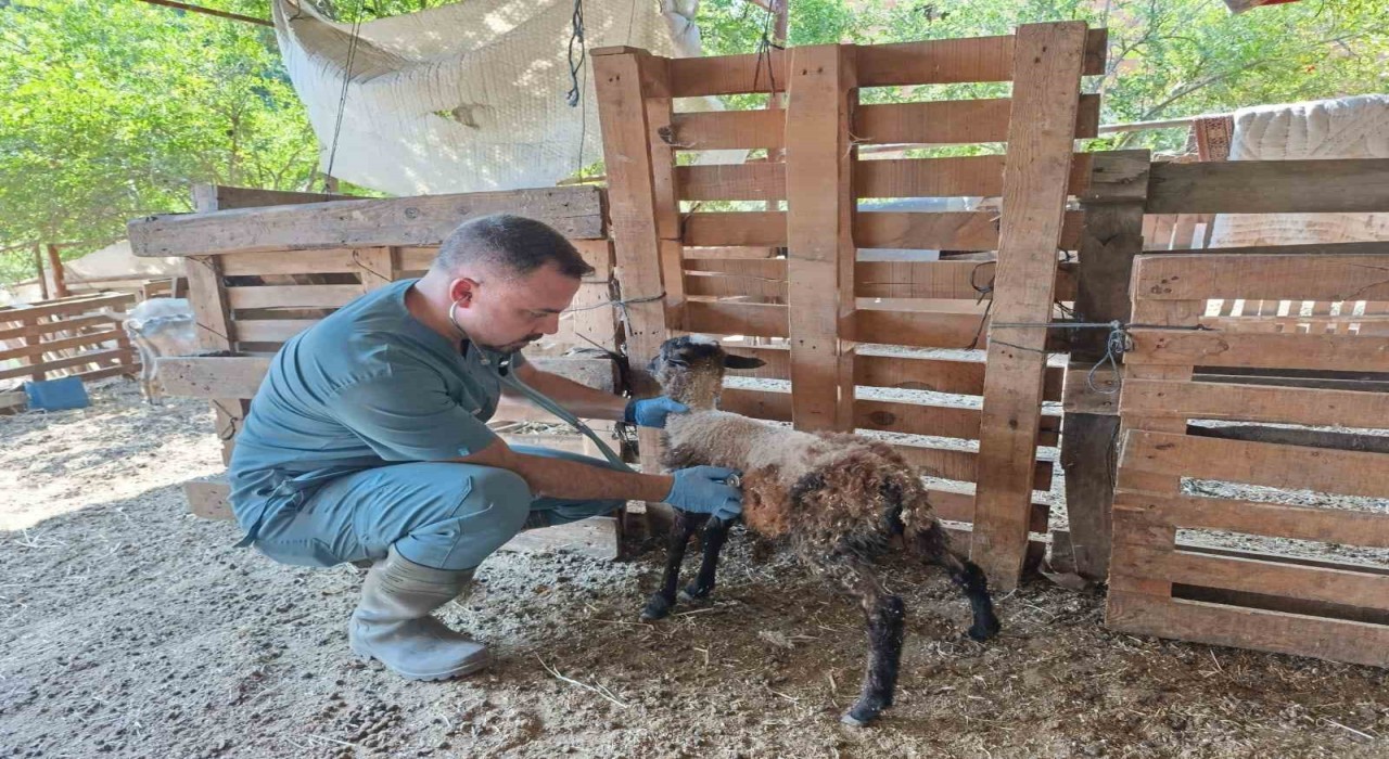 Sökede küçükbaş hayvanlar küpelendi