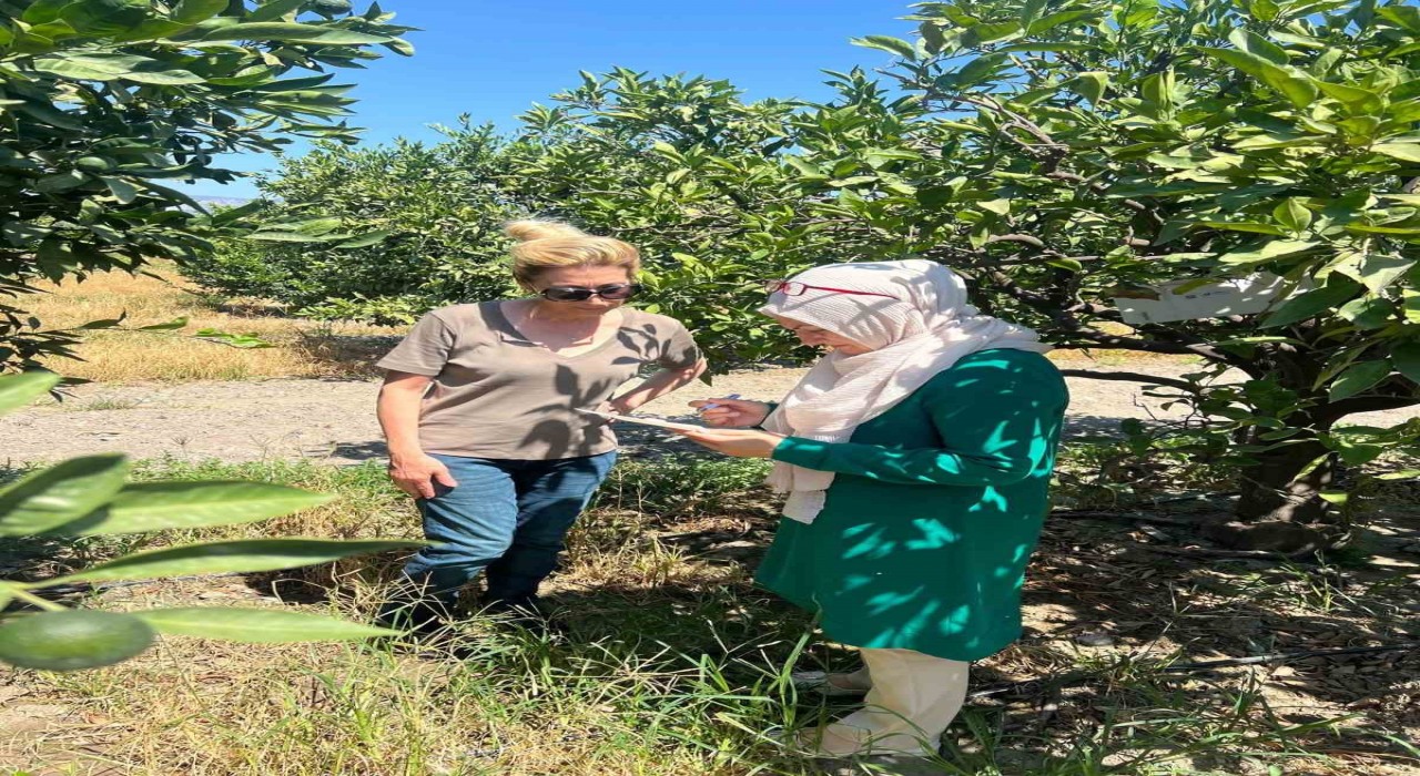 Sökede tarla ve bahçelerde zararlı kontrolleri gerçekleştirildi