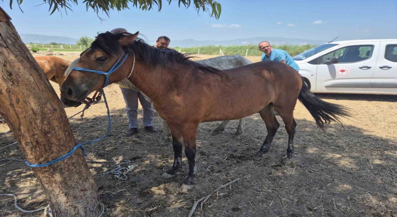 Sökede tek tırnaklı hayvanlara ruam taraması yapıldı