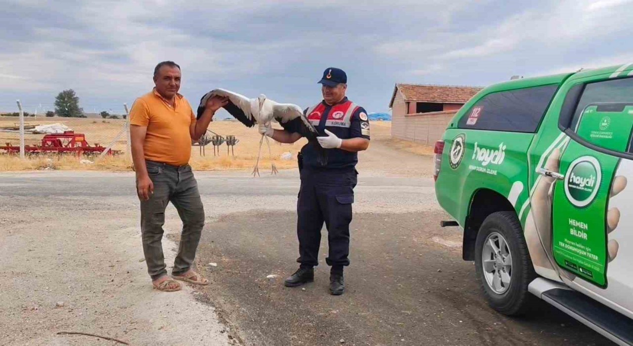 Sorgunda bulunan yaralı leylek tedavi altına alındı