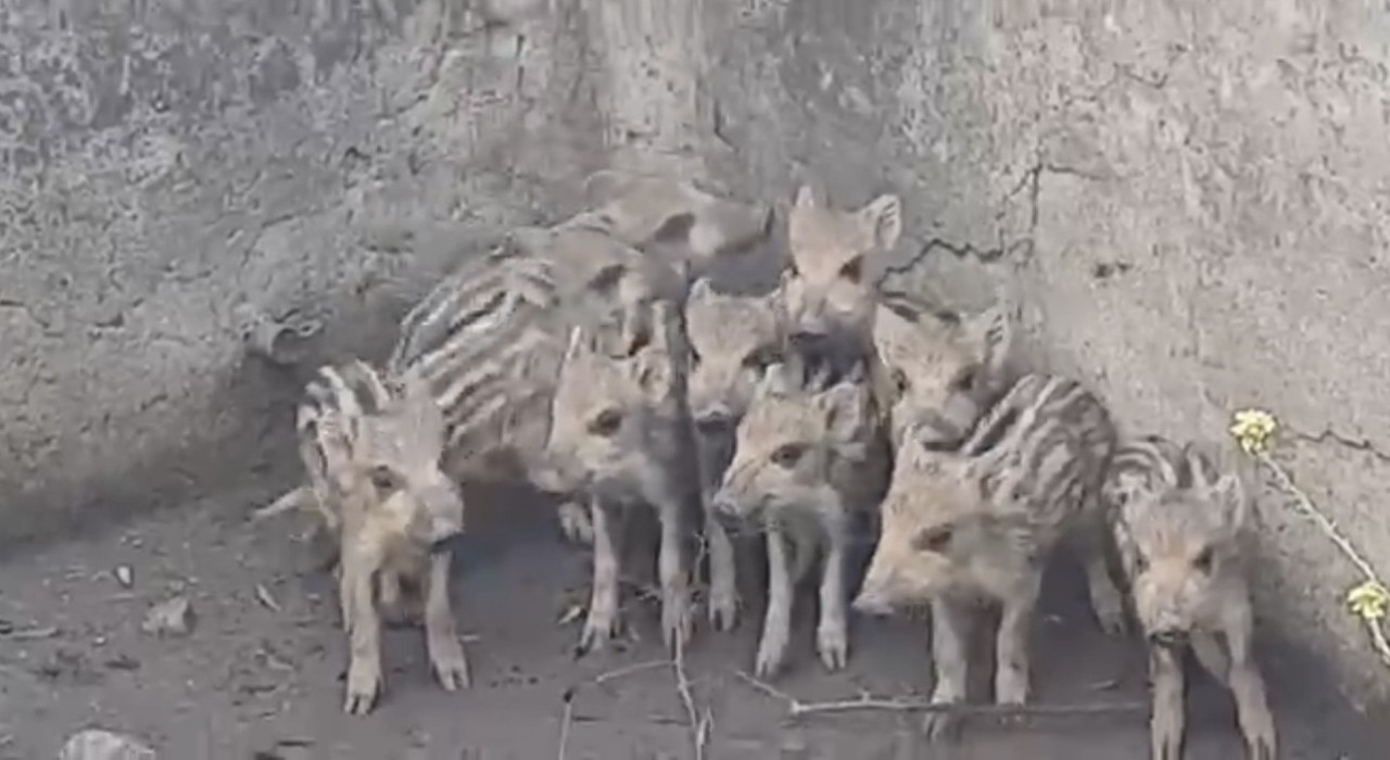 Sulama havuzuna düşen 10 domuz yavrusu kurtarıldı