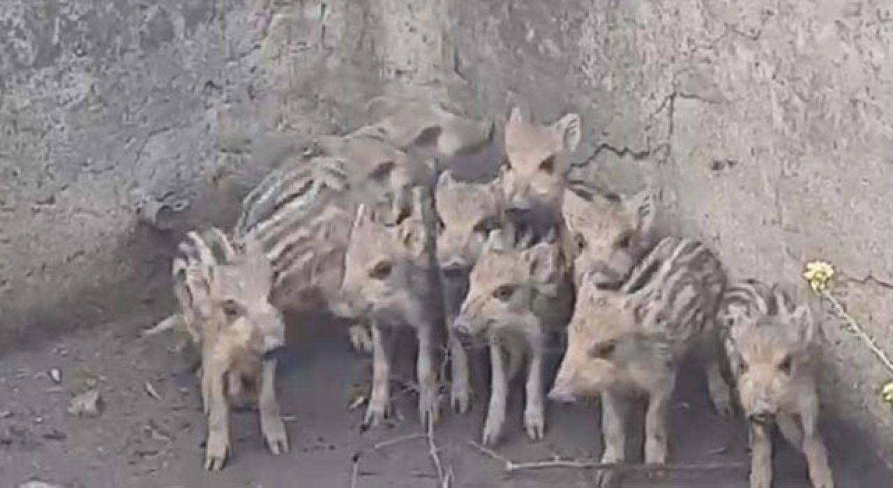 Sulama Havuzuna Düşen 10 Domuz Yavrusunu Vatandaşlar Kurtardı