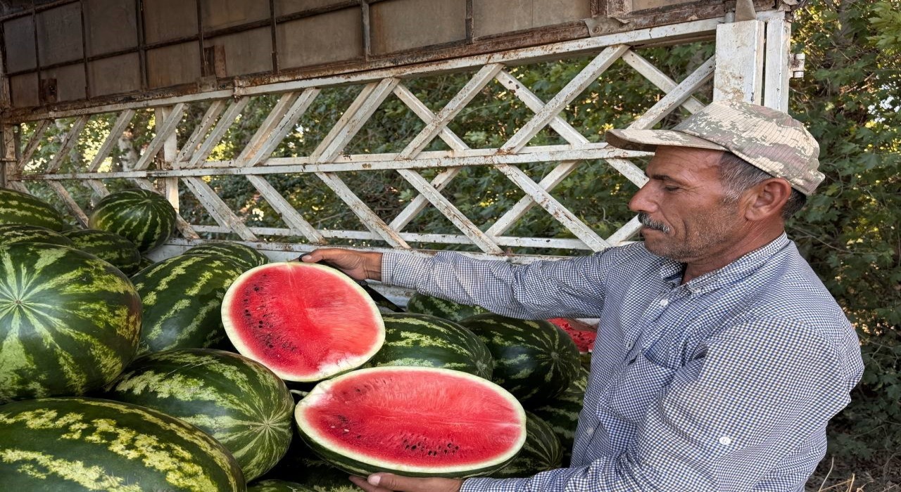 Suruç Ovasında yerli karpuzun ilk hasadı buruk başladı