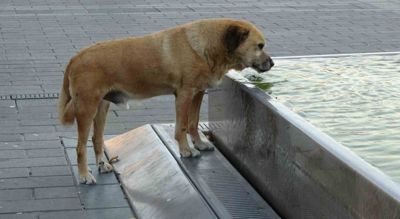 Taksimde sıcak hava bunalttı: Vatandaşlar gölgelere akın etti