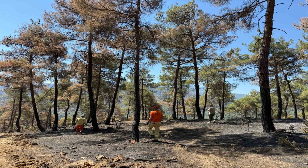 Taraklıda yanan ormanlık alan yeniden hayat bulacak