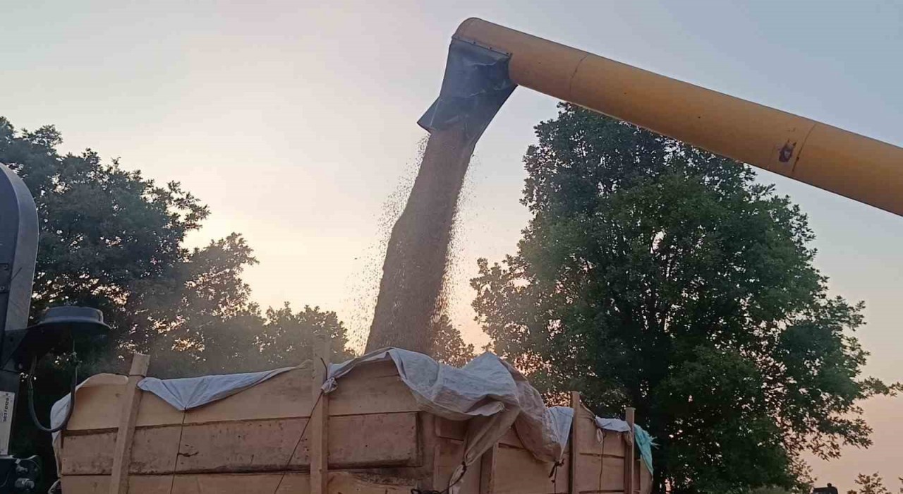 Tarım şehri Bilecikte arpa ve buğday bereketi