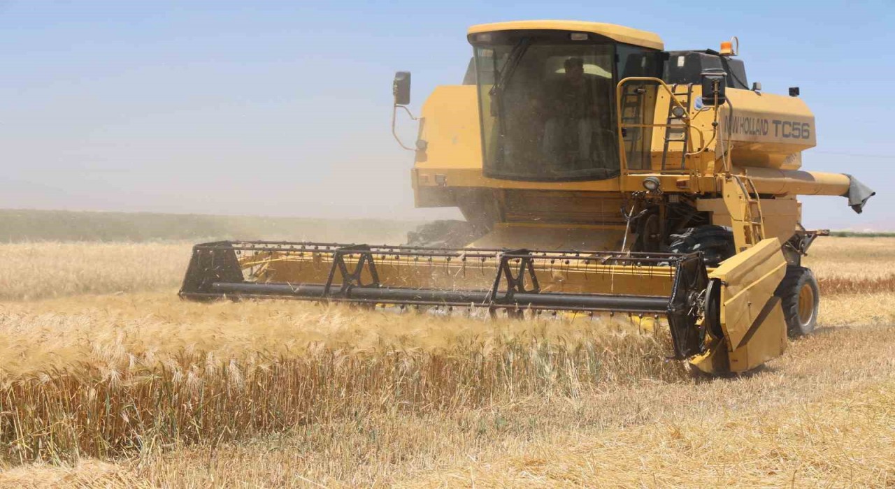 Tarımın başkenti Konyada hububatta ciddi rekolte kaybı