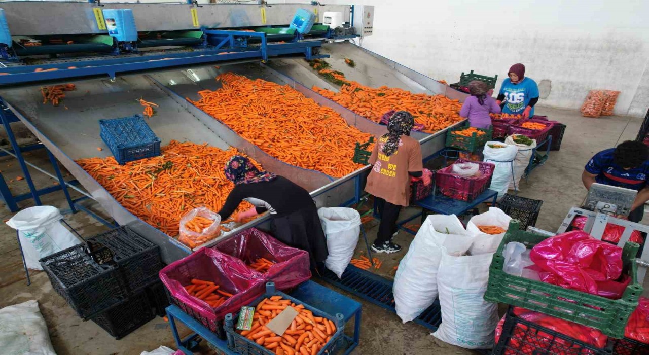 Tarladan sofraya havuç kadınların ellerinden geliyor