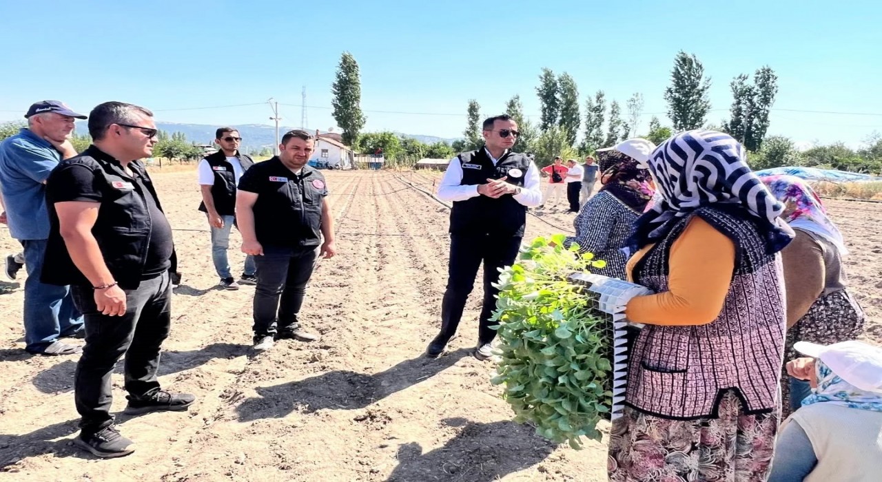 Taşolukta 862 bin brokoli fidesi toprakla buluştu