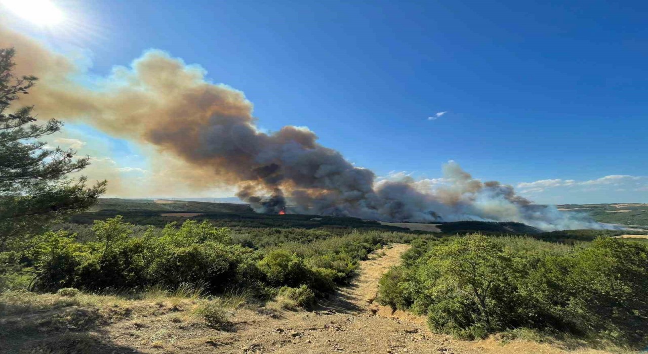 Tekirdağda orman yangını