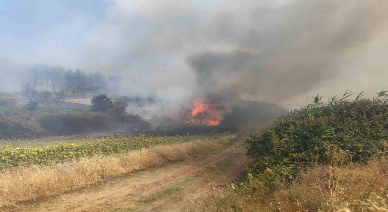Tekirdağda orman yangını