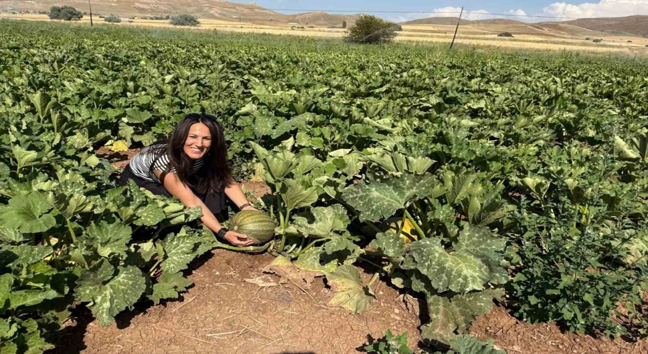 Tercanda çerezlik kabak üretimi yaygınlaşıyor