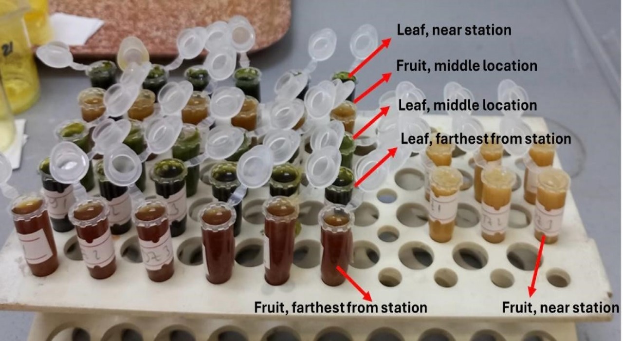 Termik santral çevresindeki zeytinlerde ağır metal alarmı