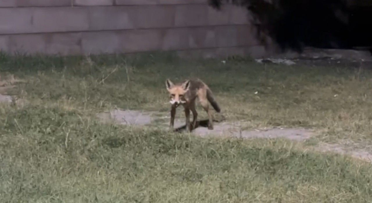 Tilkilere ziyafet, doğaya ihanet: Ekşisuda duyarsızlık kamerada