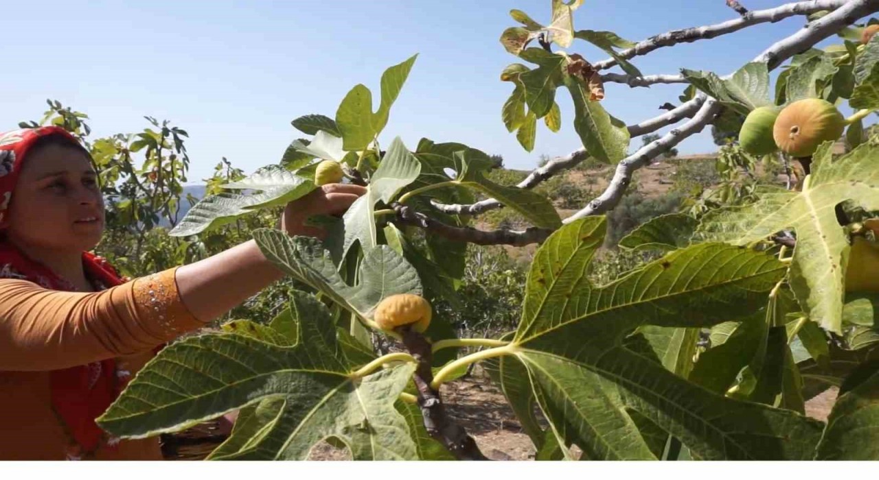 Tirede incir hasatında işçi maaşı 90 bin TL oldu