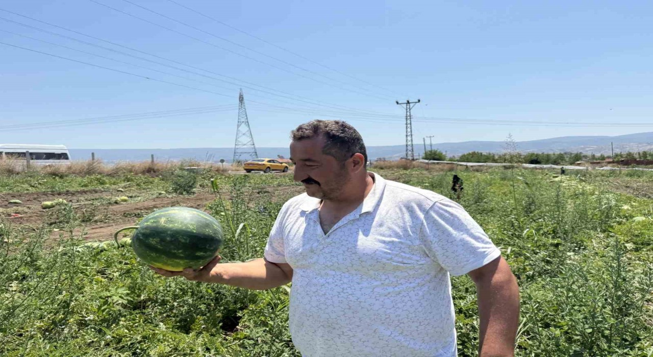 Tokatta karpuzun tarladaki dönüm fiyatı 10 bin liraya geriledi