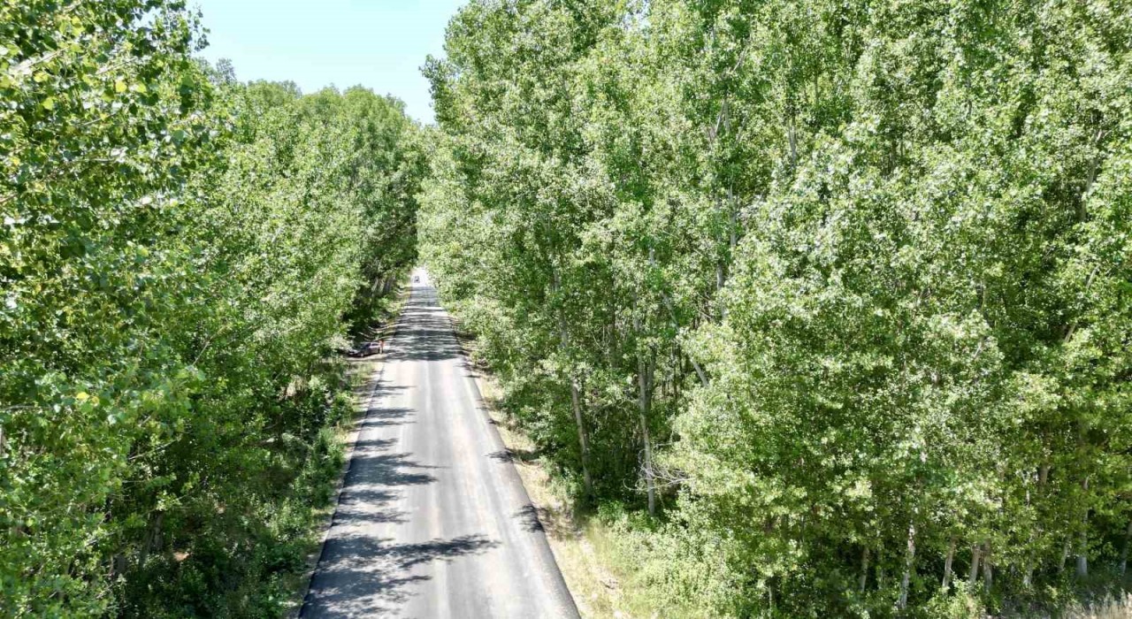 Tokattaki köy yolu ağaç tüneli ile kartpostallık manzara sürüyor