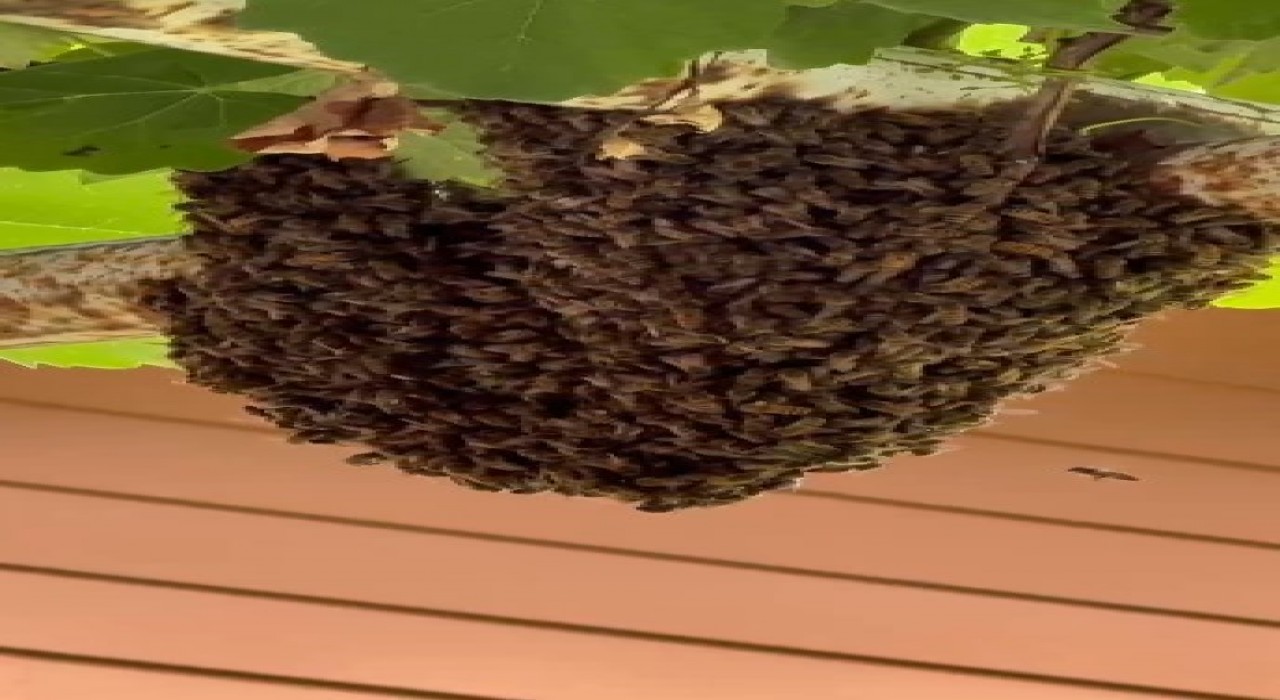 Trabzonda evin girişini arılar bastı; anne, tencere kapaklarıyla çocuklarını korudu