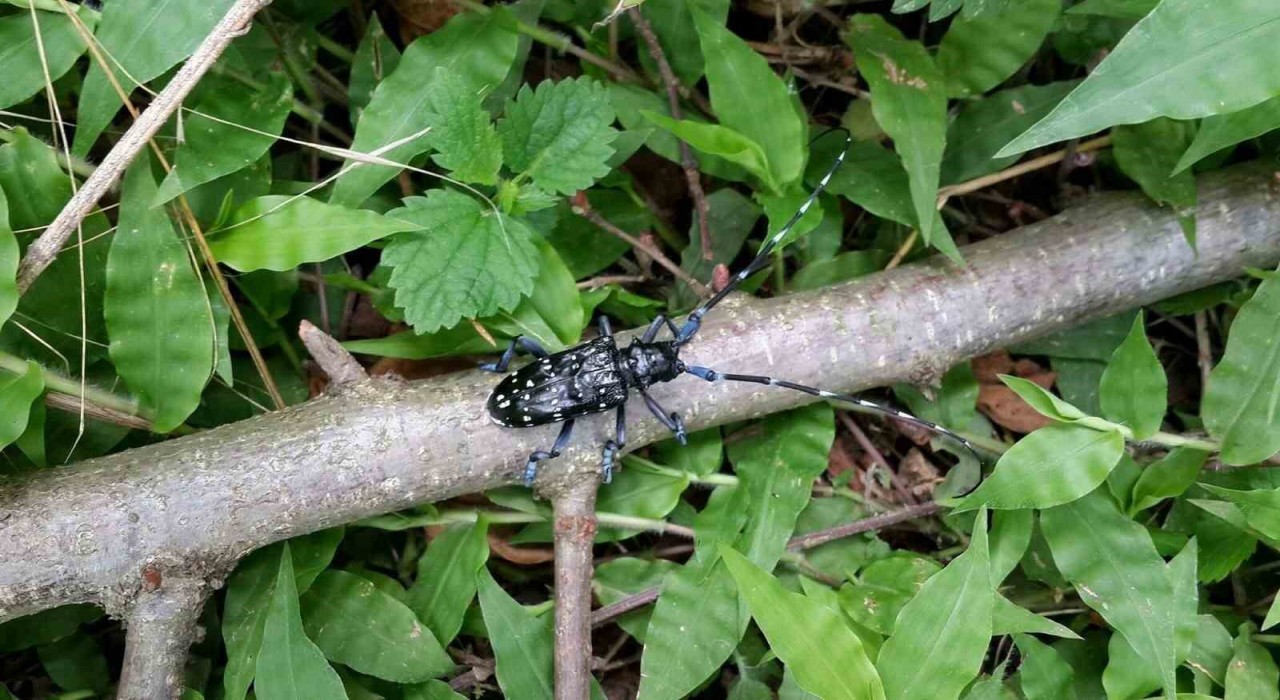 Trabzonda zararlı böceğe karşı kimyasal mücadele başladı
