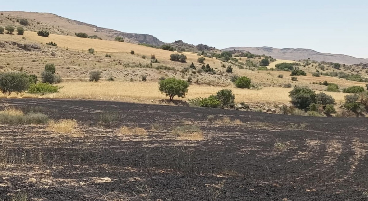 Tuncelide 34 dönüm arpa yangında kül oldu