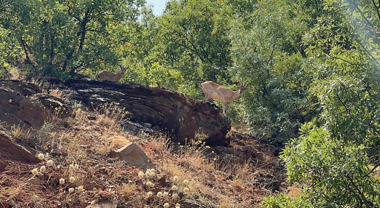 Tuncelide dağ keçileri görüntülendi