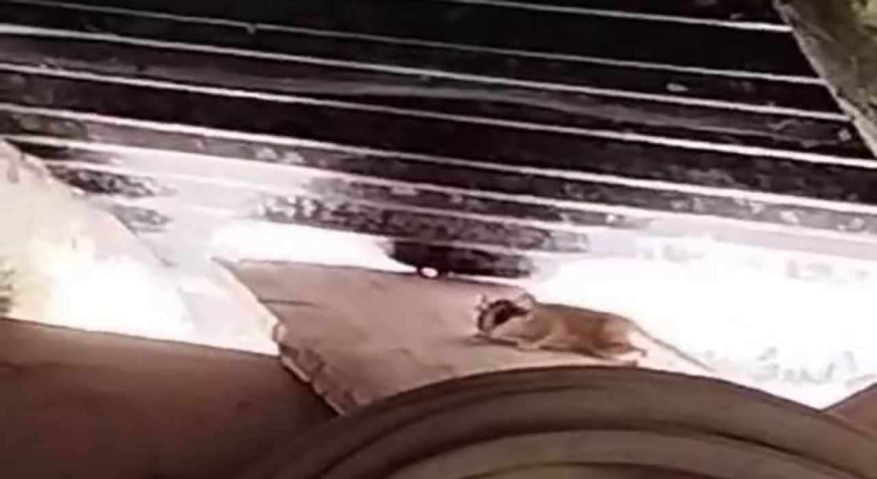 Tuncelide ilk kez görüntülendi, sevimli hareketleriyle dikkatleri üzerine çekti