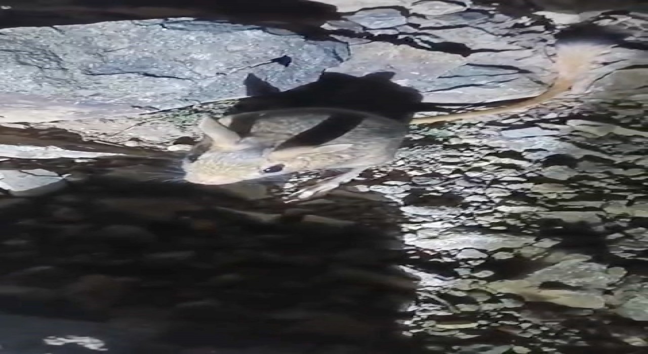 Tuncelide nesli tükenme tehlikesi altında bulunan Arap tavşanı görüldü