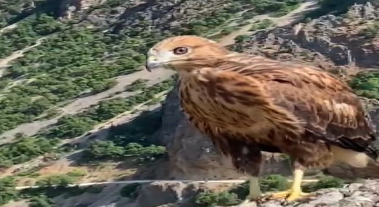 Tuncelide tedavi edilen 2 kızıl şahin ve bir kaya kartalı doğaya salındı