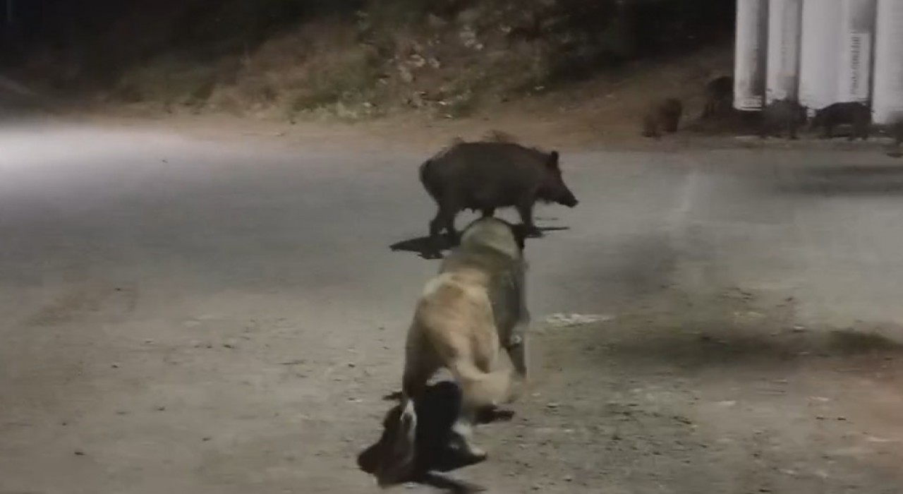 Tuncelide yaban domuzları şehre indi