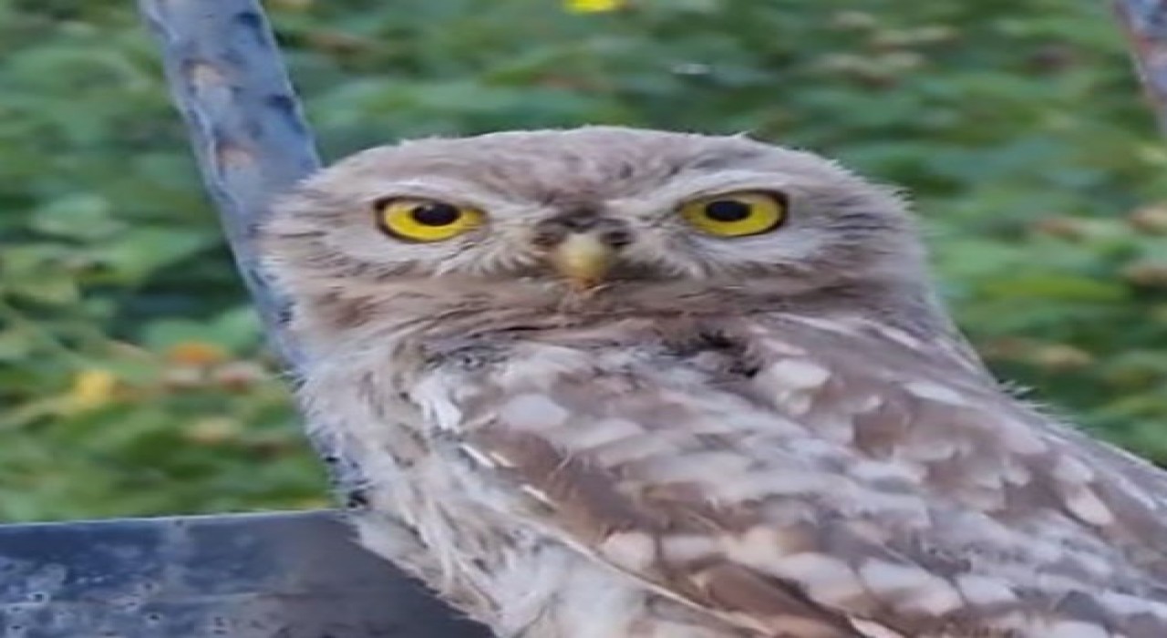Tuncelide yavru baykuş, kendisini seven vatandaştan ayrılmak istemedi