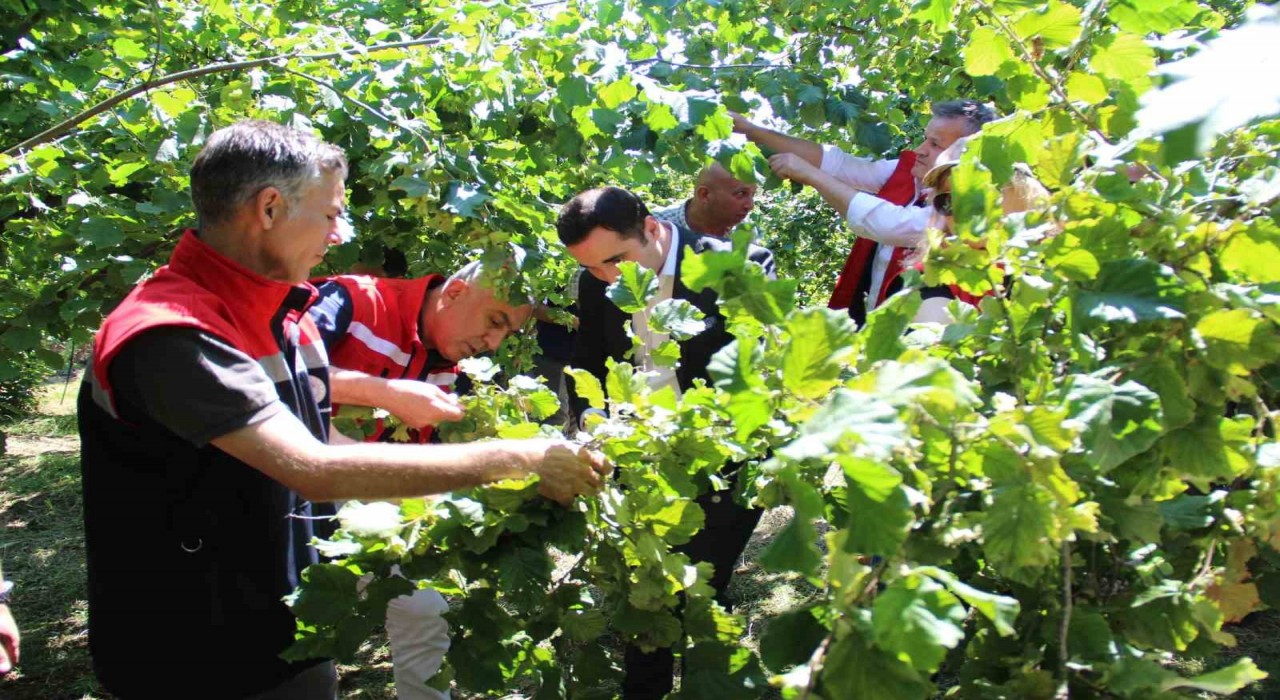 Türkiyede en çok fındık üretilen ikinci il olan Samsunda rekolte tahmini çalışmaları