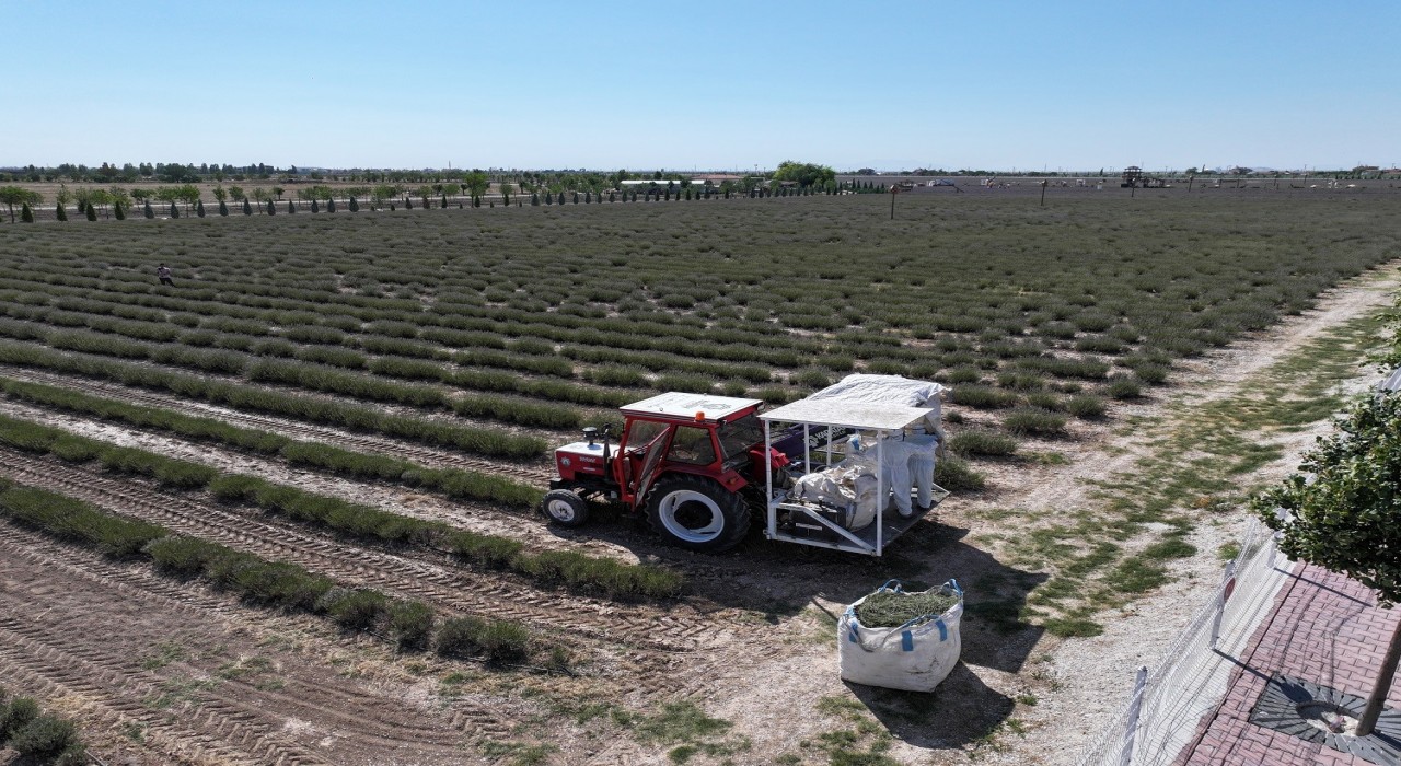 Türkiyenin en büyük Lavanta Bahçesinde hasat zamanı