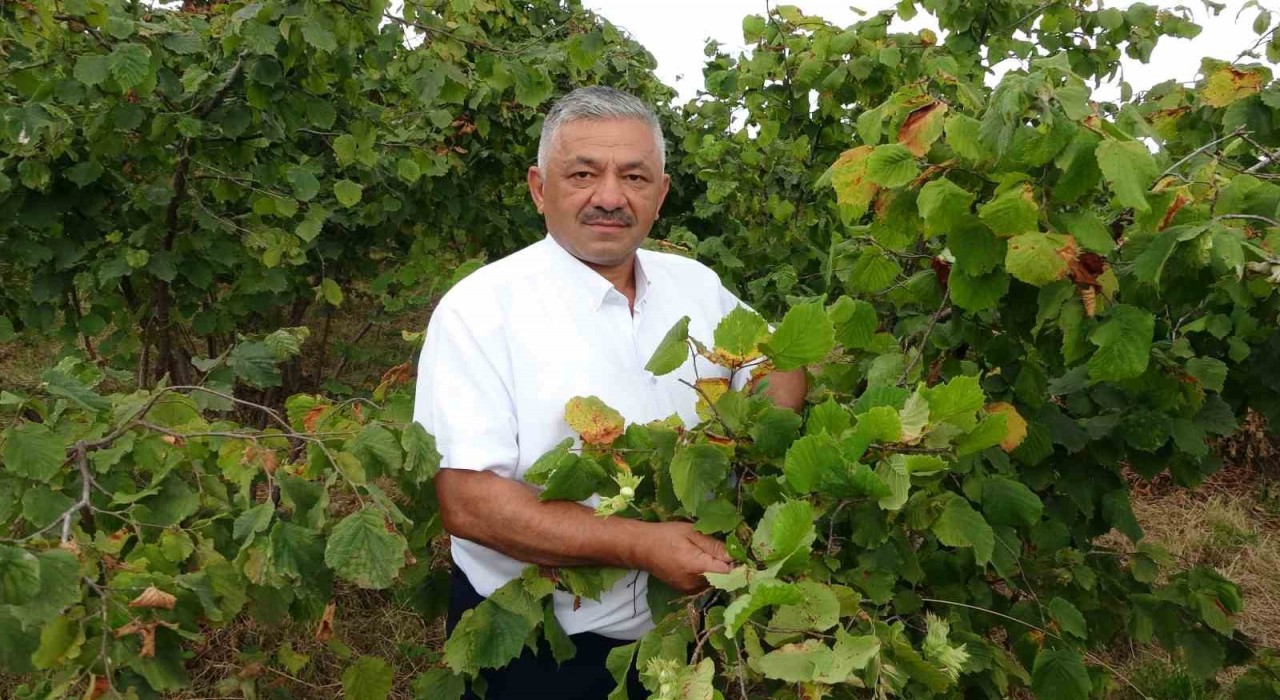 Türkiyenin fındık rekoltesinde ciddi düşüş