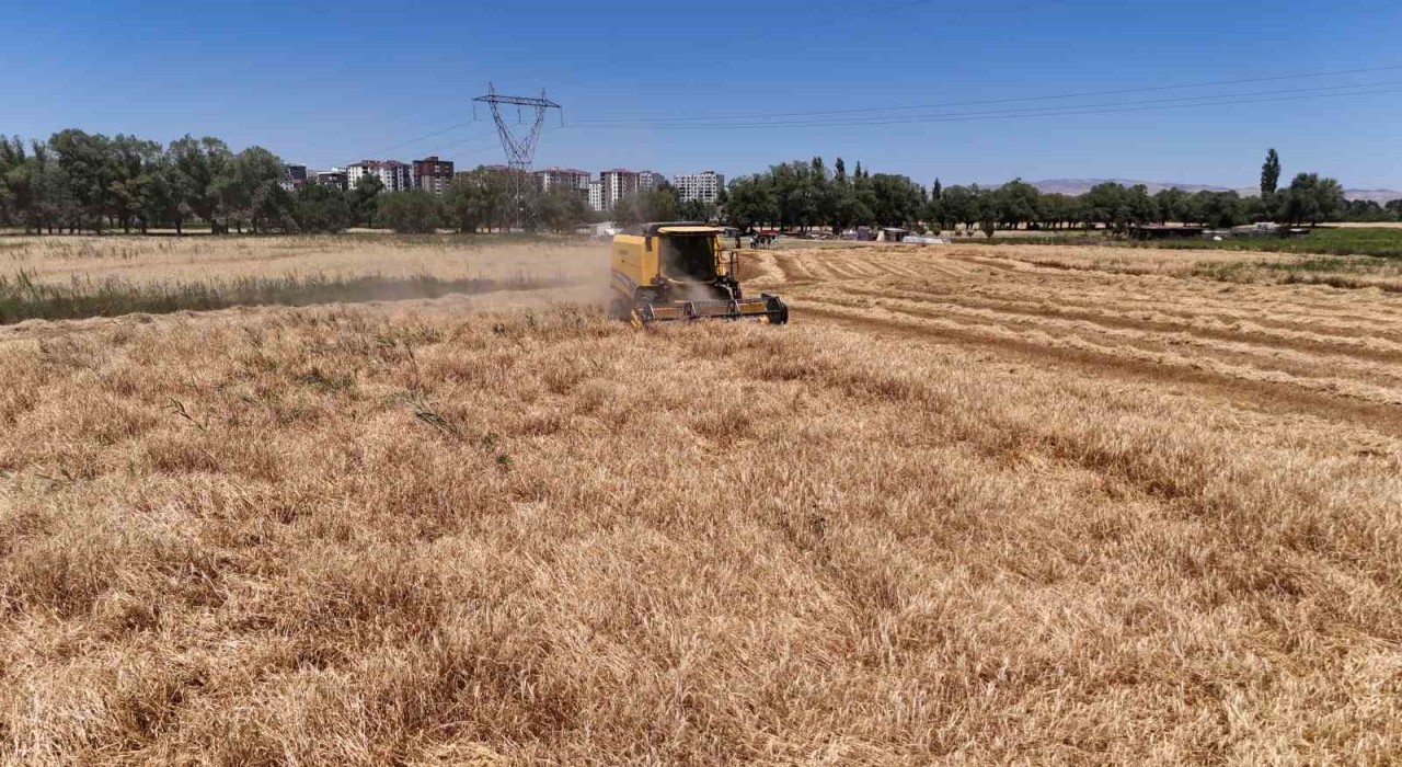 Türkiyenin tahıl ambarında hasat başladı, çiftçinin yüzü güldü