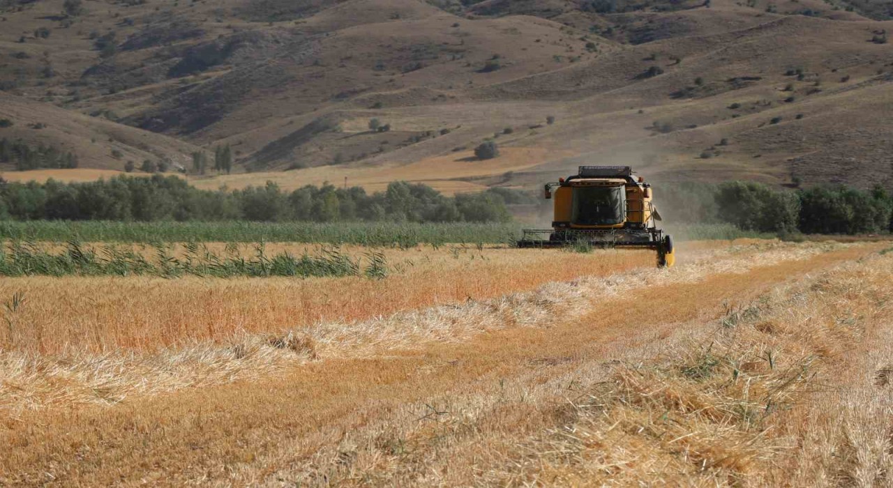 Ülke tarımına yön verecek buğdaylar hasat edildi