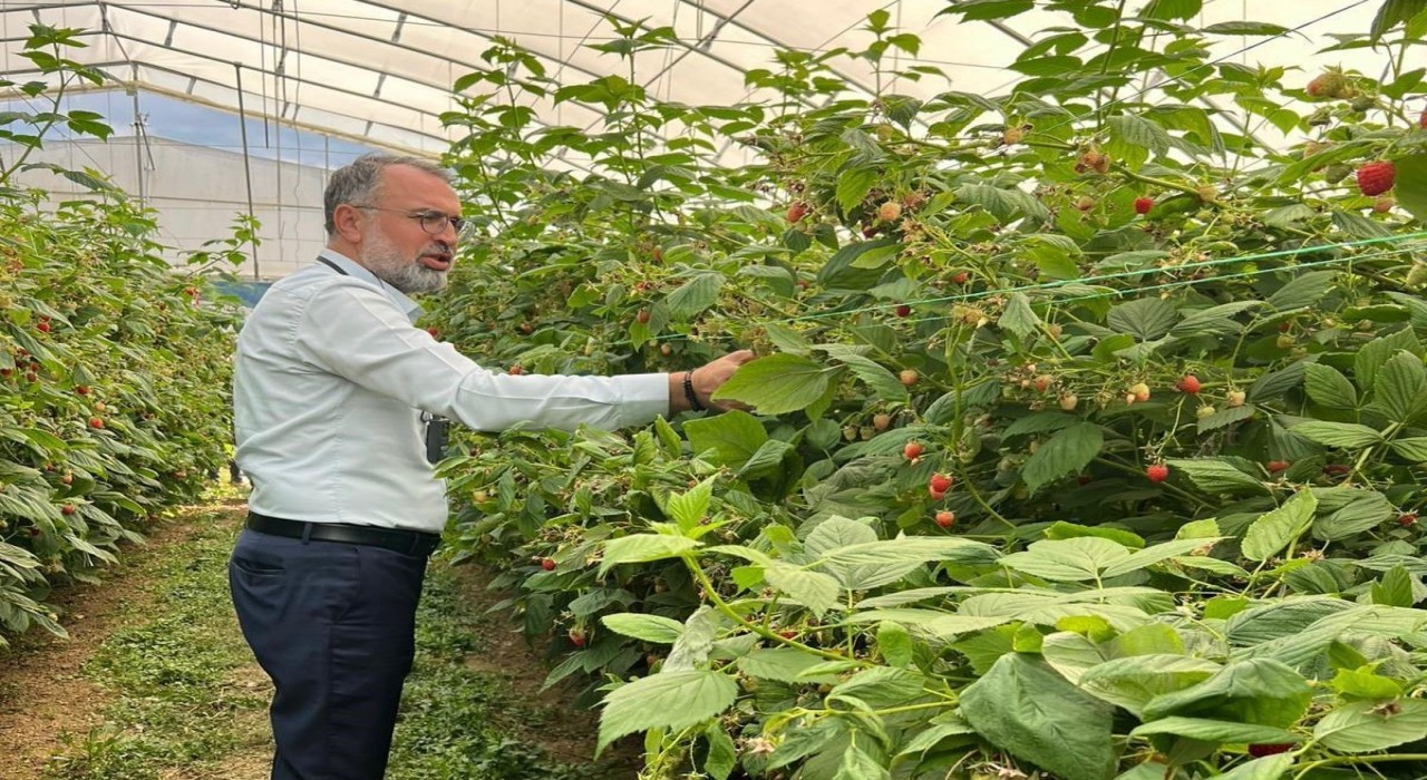 Uludağdan Sırbistana ahududu üretiminde uluslararası işbirliği adımı