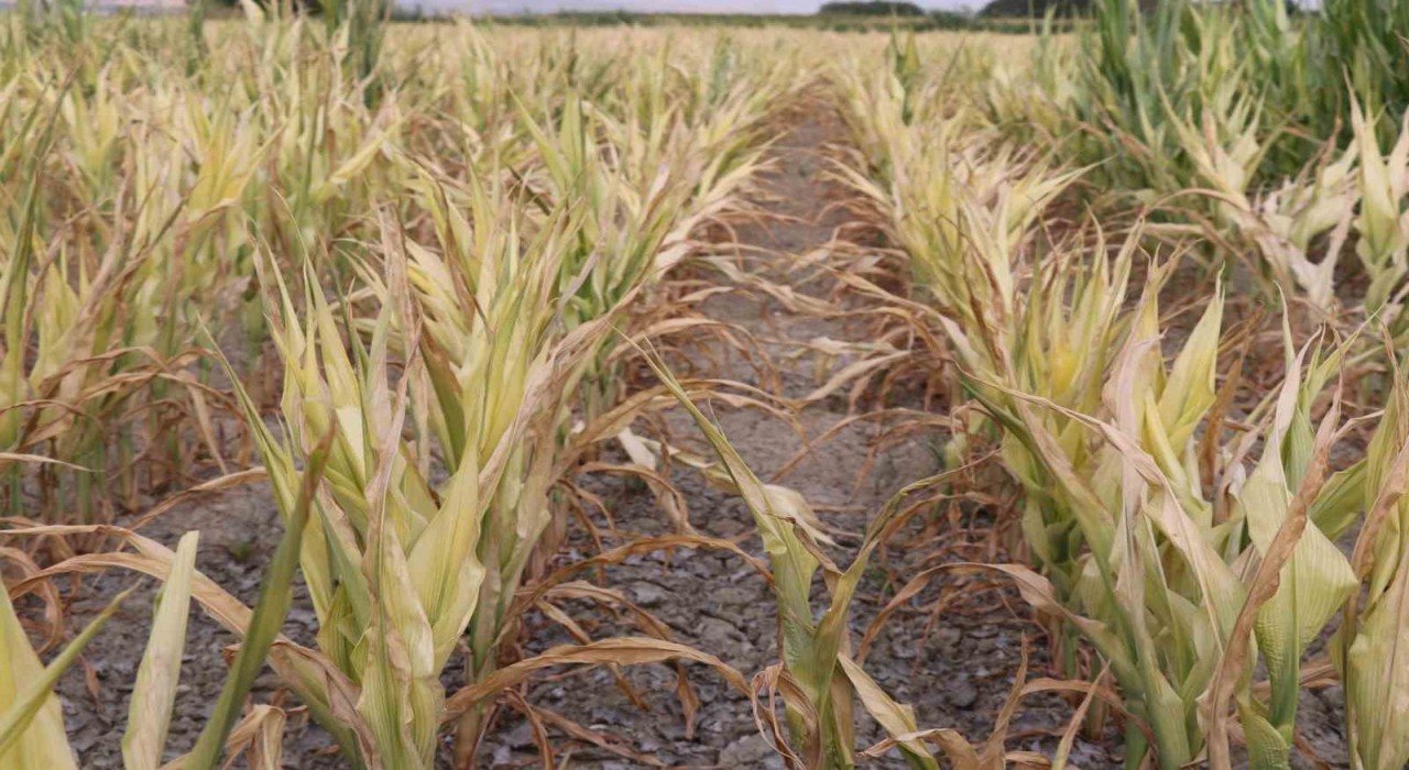 Ürünü kuruyan çiftçiden Denizli Belediyesine çağrı: DESKİ zararımızı karşılasın