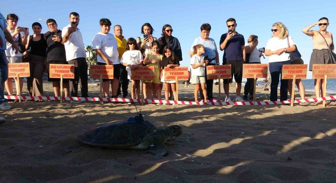 Uydu cihazı takılan kaplumbağa Soli denize bırakıldı