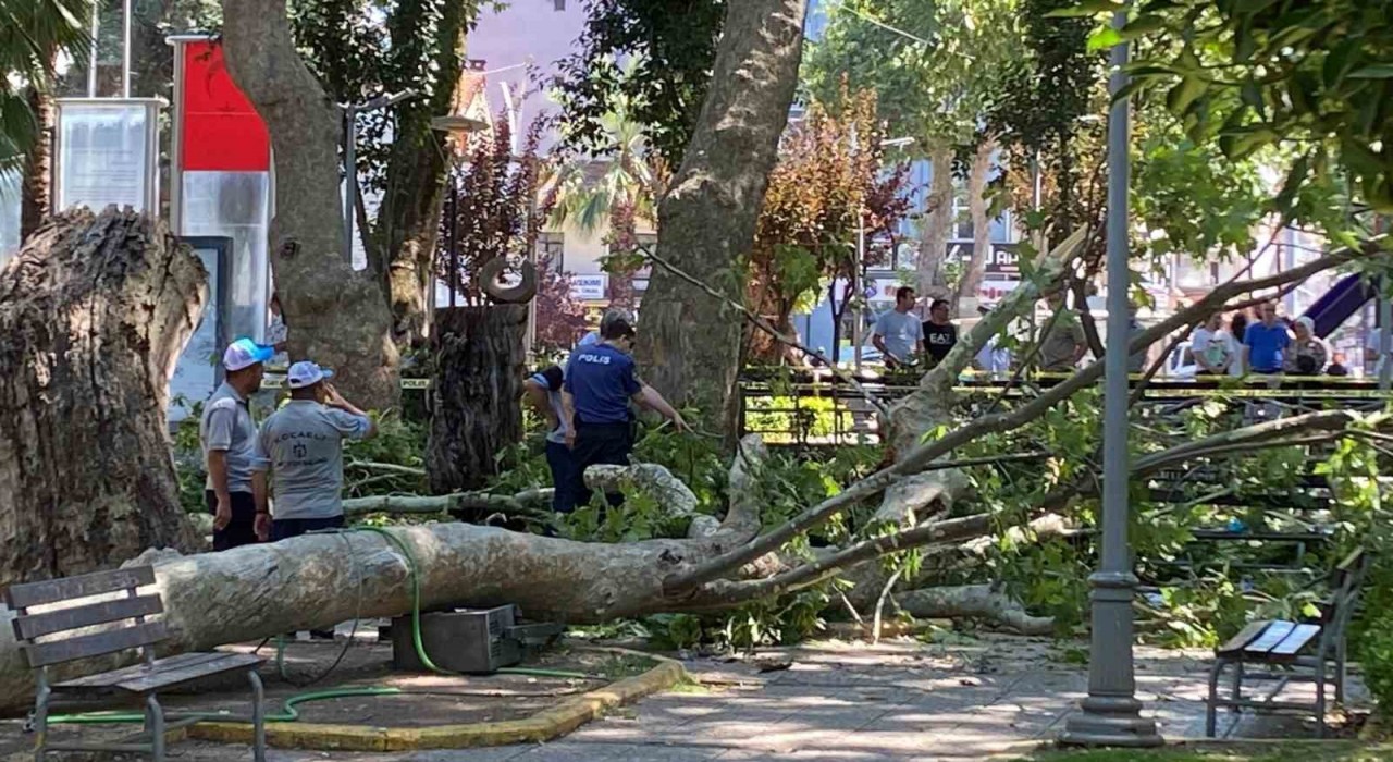 Üzerine ağaç dalı düşen genç kız hayatını kaybetti