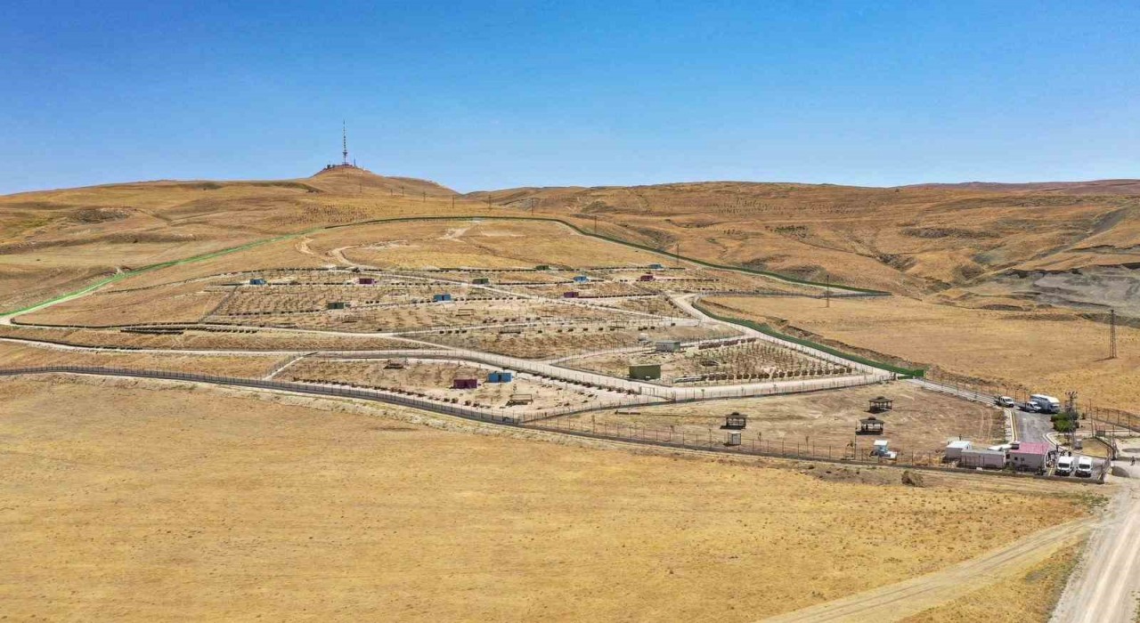 Van Büyükşehir Belediyesi doğal yaşam alanına 20 bin ağaç dikti