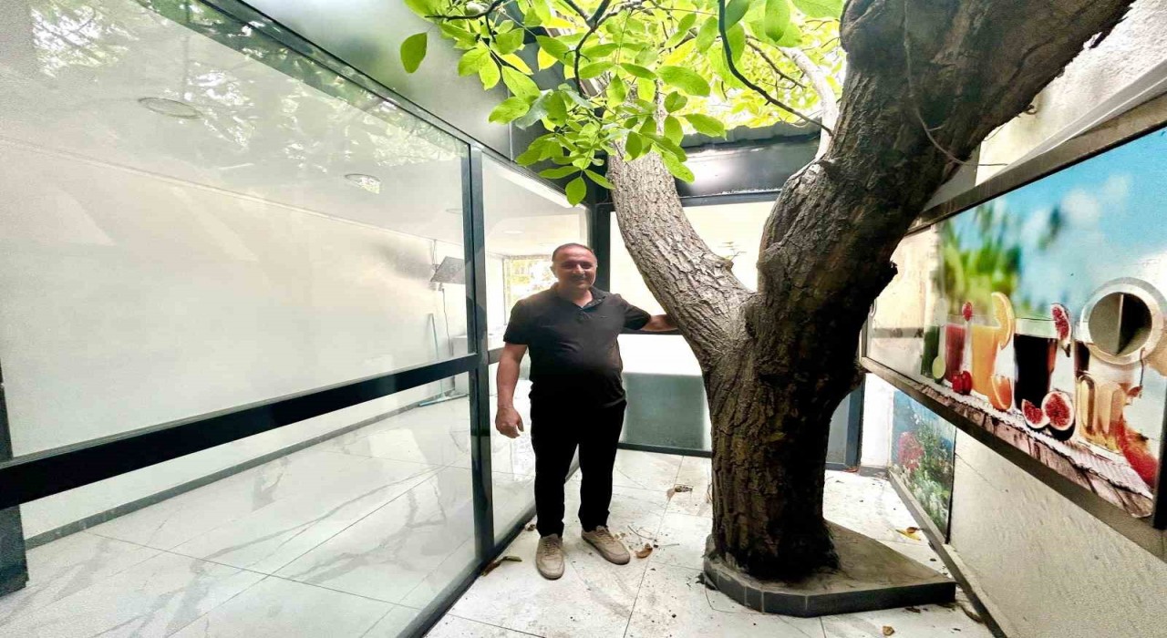 Vanda asırlık ceviz ağacı iş yerinin ortasında yaşatılıyor