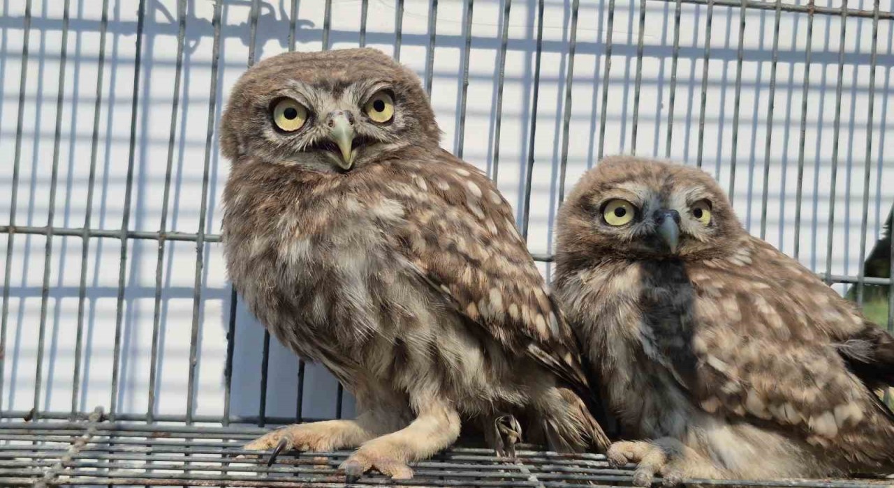 Vatandaşların bulduğu yavru kukumavlar uçmaya hazır