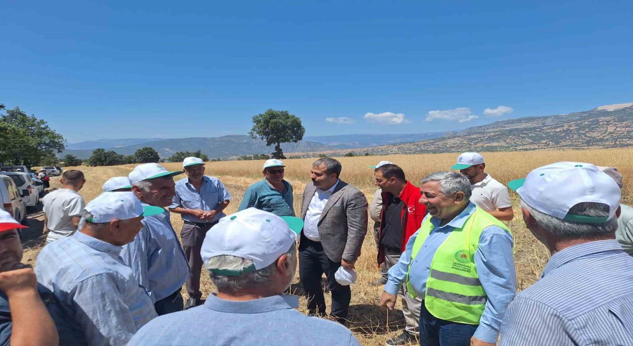 Vezirköprüde kanola hasadı başladı