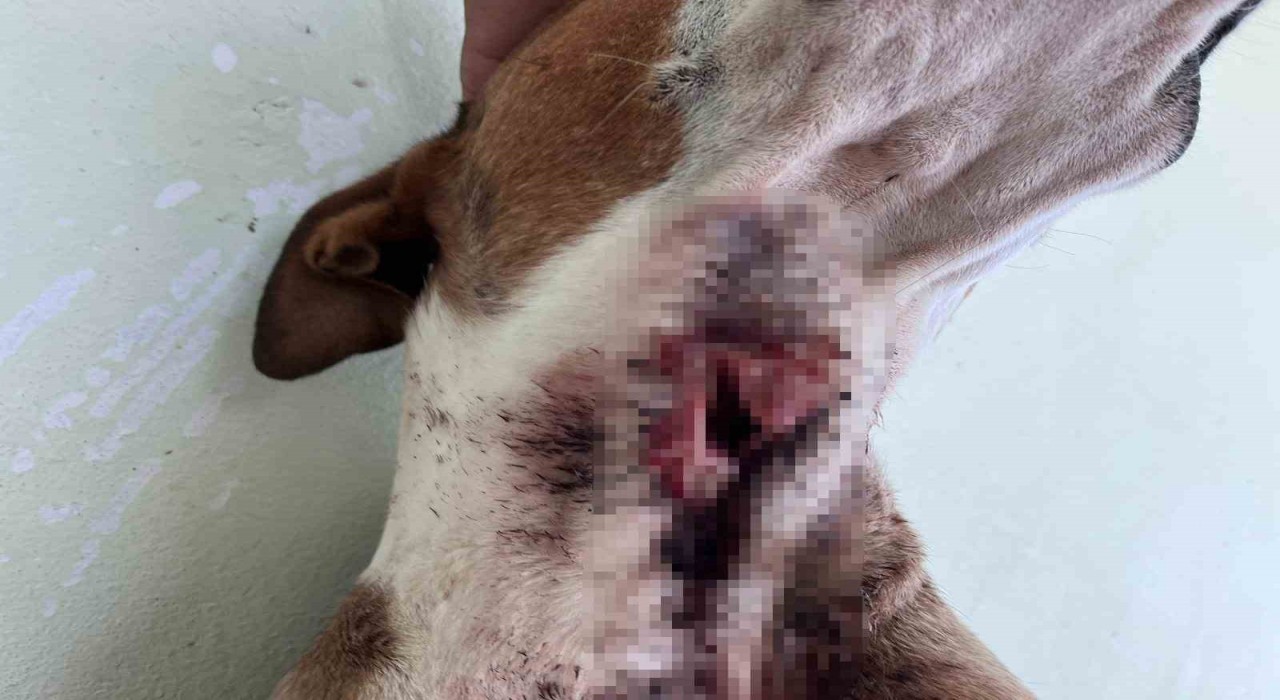 Yaban domuzları köpekleri hedef aldı