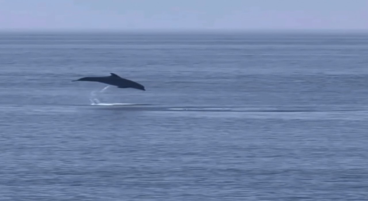 Yalova Esenköyde yunus şov