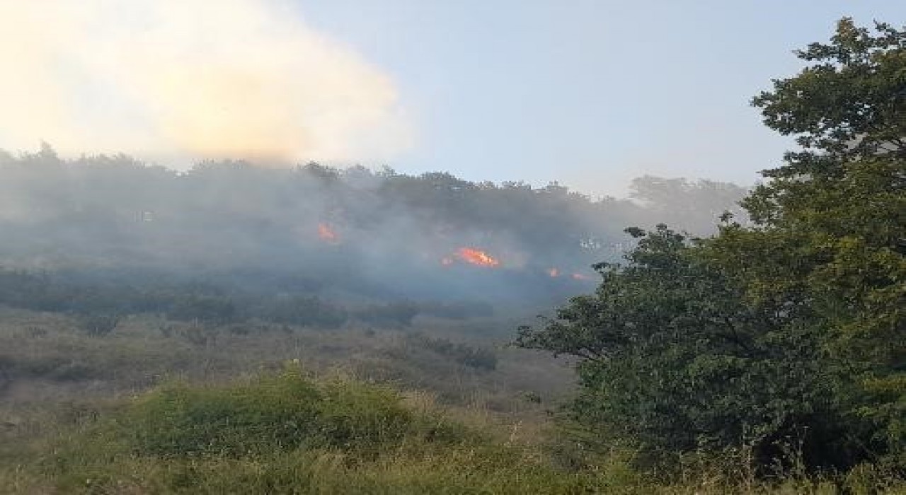 Yalovada orman yangını